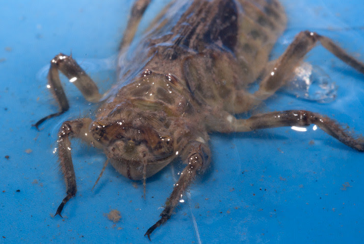 libelle nimf larve larvae dragonfly