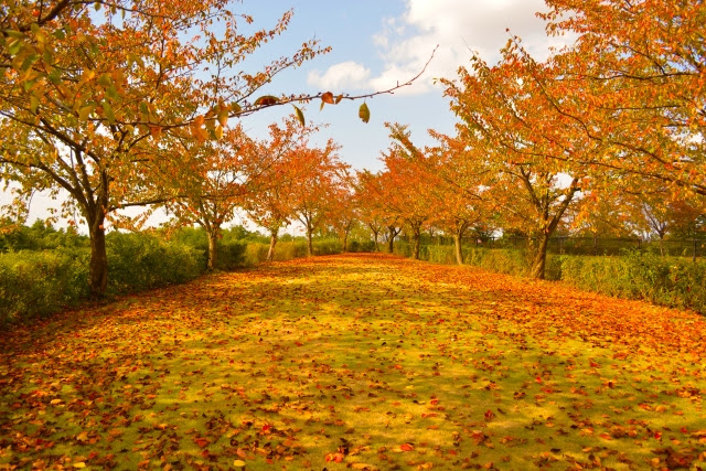 静岡県 紅葉穴場スポット 自然豊かな厳選5選 立ち寄り観光情報もあり おでかけlet S Go