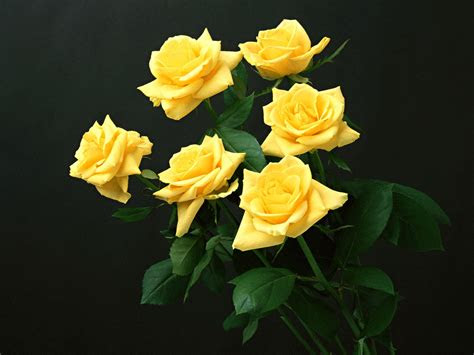 wallpapers yellow rose wallpapers