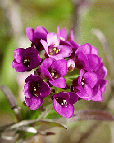 花 スイートアリッサム 11月19日の花と花言葉 スイートアリッサム 魅る魅るガーデニング