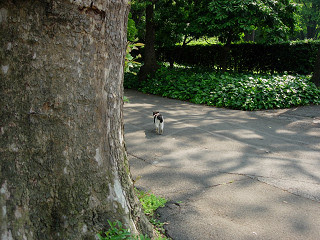 また明日 猫ネコ英語