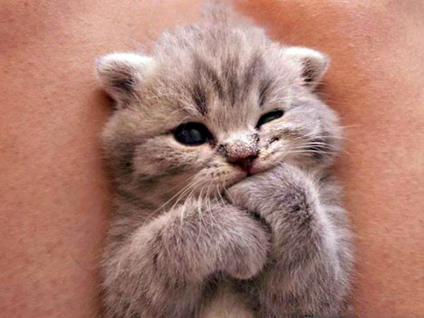 Dont Missy Out on These Fascinating Meanings of Cat Activeness