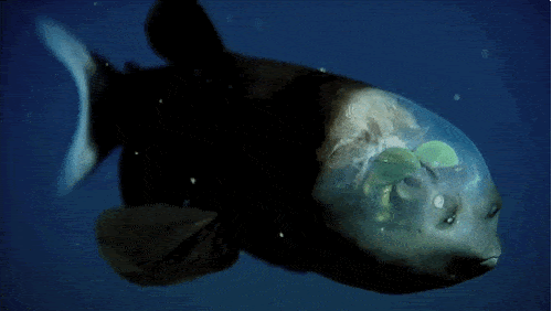 Barreleye Fish