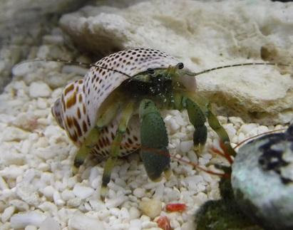 採集したヤドカリまとめ アクアルバム