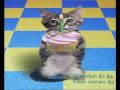 Alles Gute Zum Geburtstag Katze, Lustige...