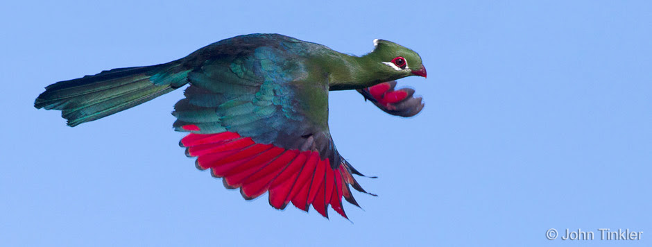 Fangs and Feathers - Garden Route and Overberg, South Africa, Birds and  Mammals