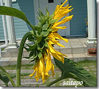 お花の解体図鑑 ひまわり 向日葵 パンフラワー アートフラワー ビーズフラワー製作の参考に