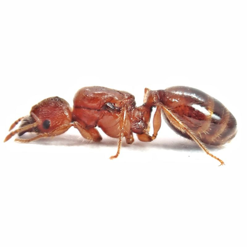アズマオオズアリの飼育方法 赤い小さな蟻 ヒアリに似ている Pheidole Fervida ありぐら