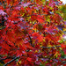 Stourhead a77 (10)