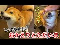 [10000印刷√] コーギー 犬 走る イラスト 簡単 333702