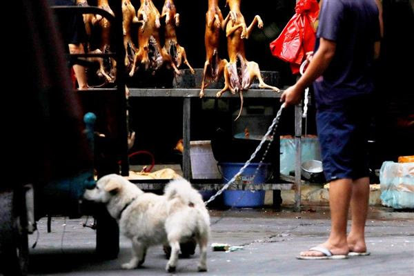 Kjclub ヽ 犬肉食は文化ニダ 尊重しる
