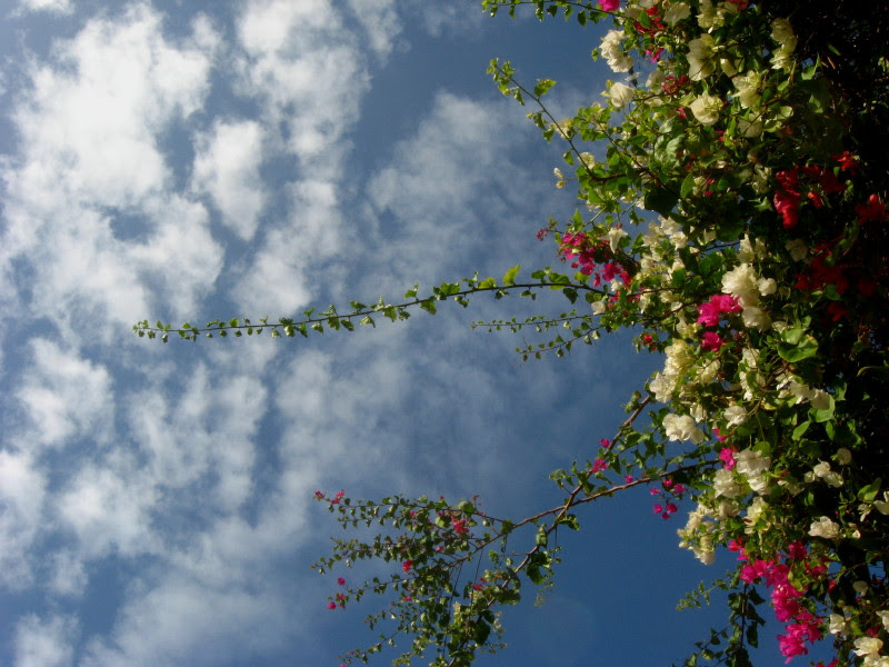 31-1-2009-bougainvillea-and-skies
