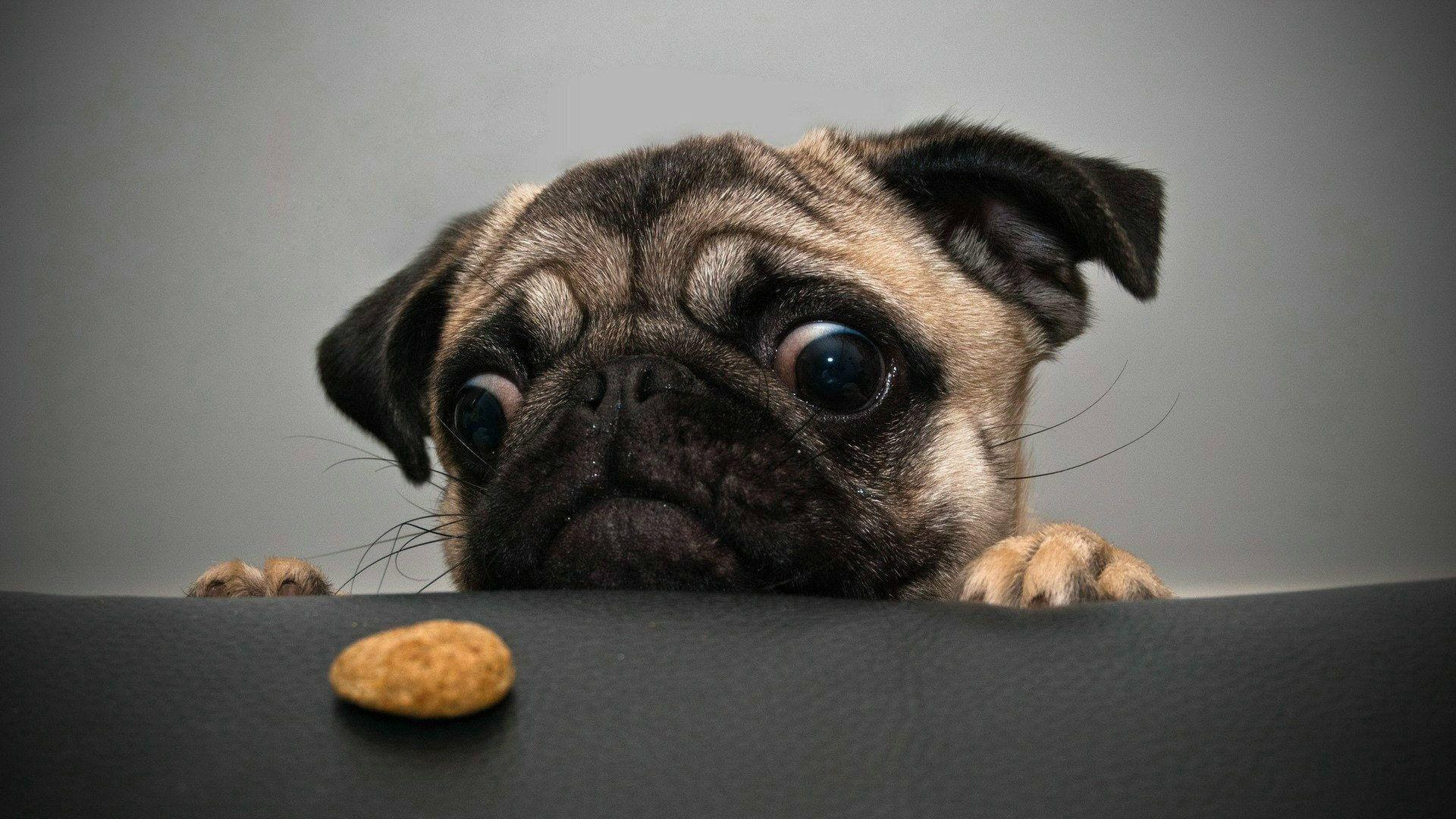 Funny Pug Wallpapers Wallpaper Cave HD Wallpapers Download Free Map Images Wallpaper [wallpaper684.blogspot.com]