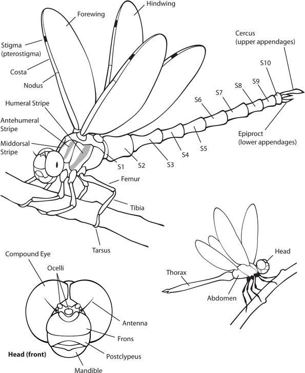 Odonata.dk | Info