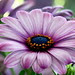 Spanish Marguerite