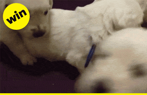 pups pups pups