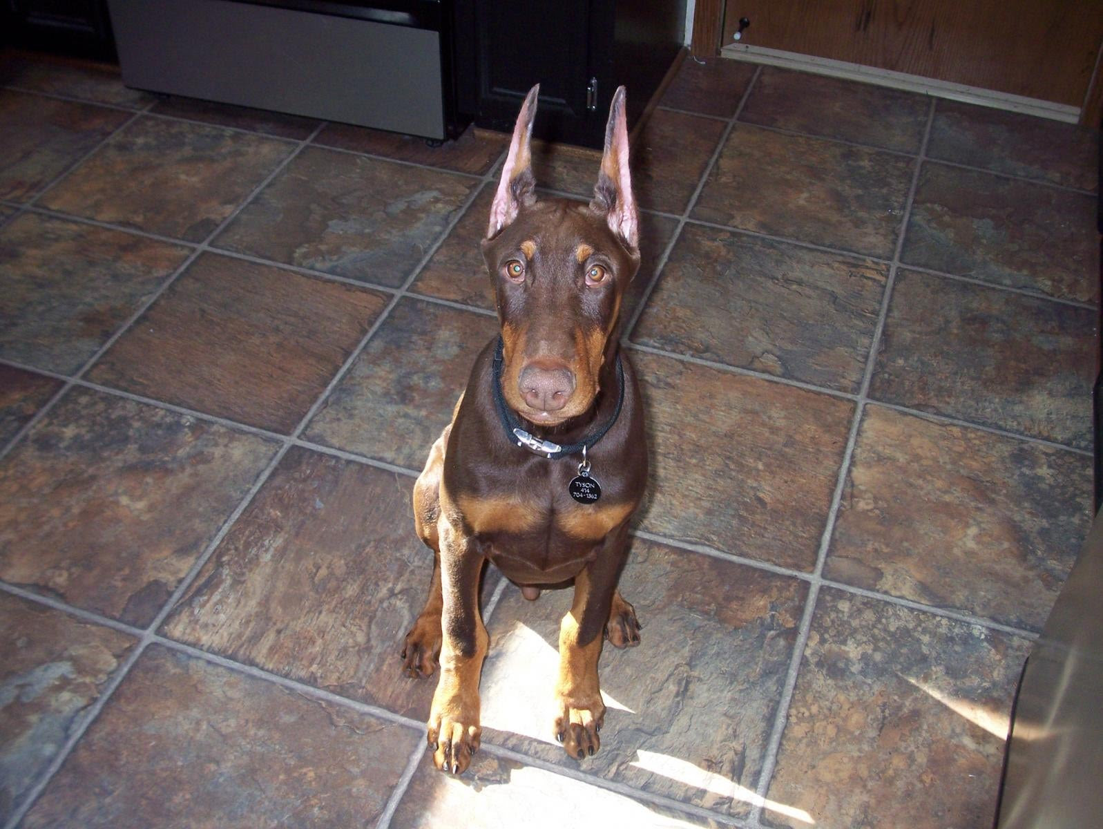 Potty-Training HELP, please. - Doberman Forum : Doberman Breed Dog ...
