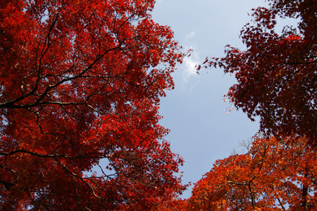 ç´èã¨éç©ºã®åçç´ æ