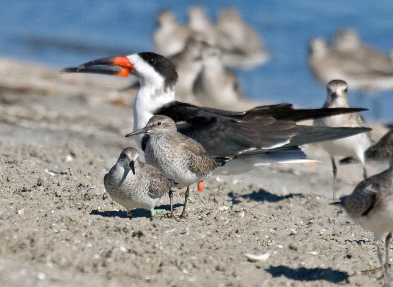 Two Red Knots in front of a Black Skimmer