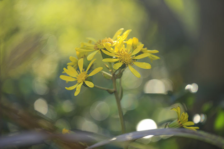 ツワブキ 四季の山野草 秋