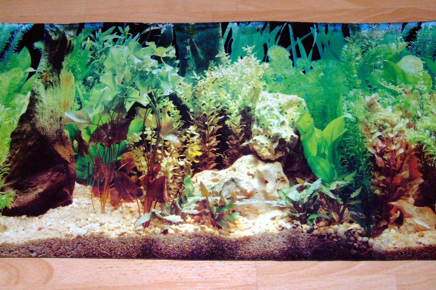 Aquarium Backgrounds