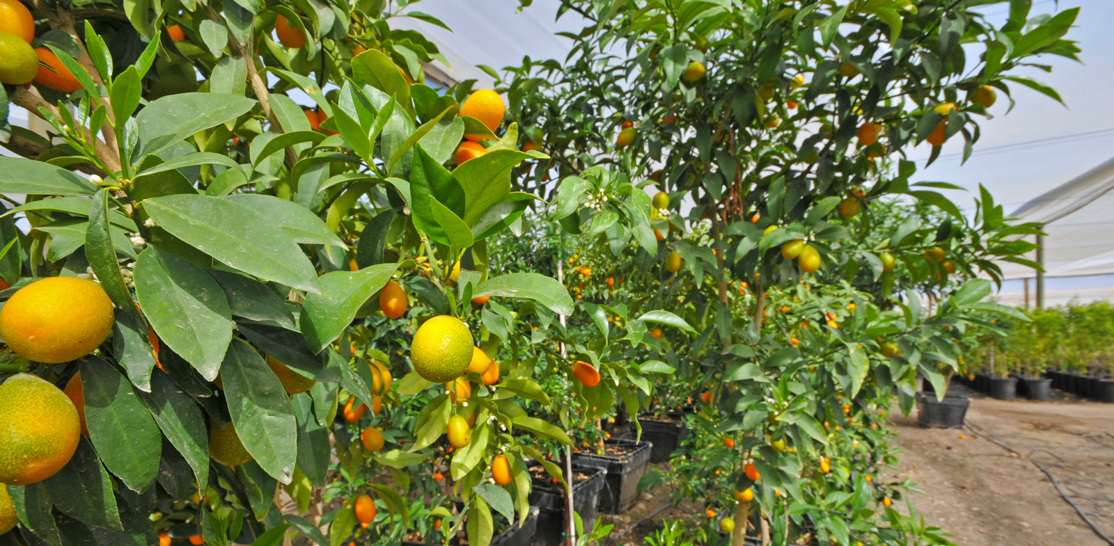 Fruit Tree Day Nursery / Tropica Mango Fruit Tree Nursery - YouTube : Discover our huge online selection of plants.