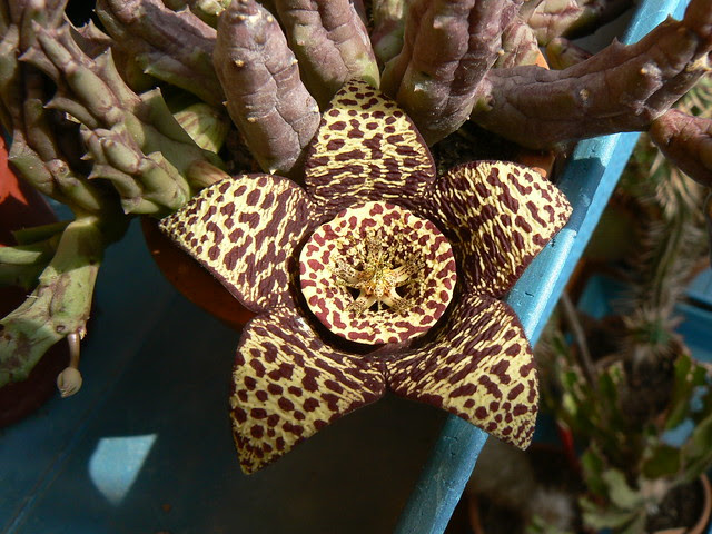 Stapelia Variegata