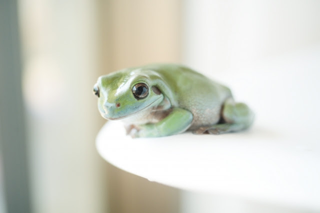 イエアメガエルを飼いたい 特徴や飼い方について