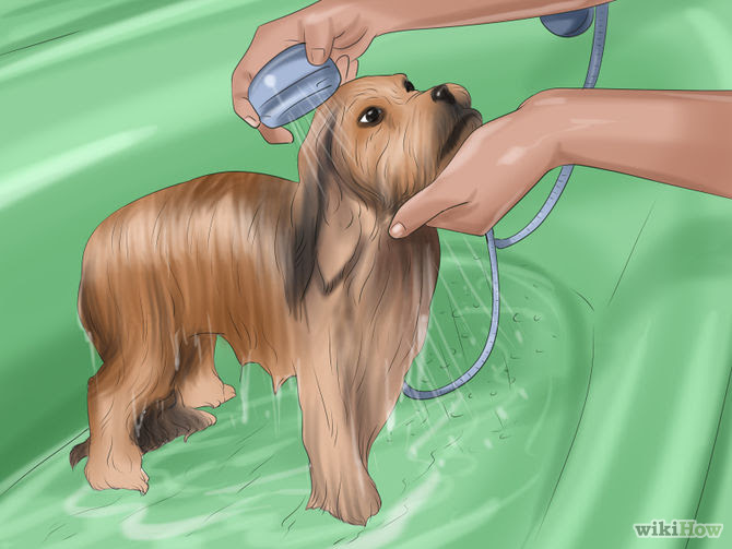Make Your Dog Smell Better Step 5 Version 2.jpg