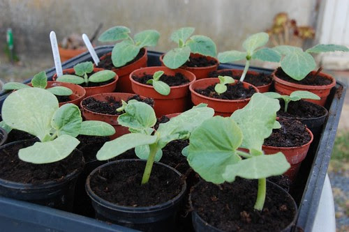 cucurbits
