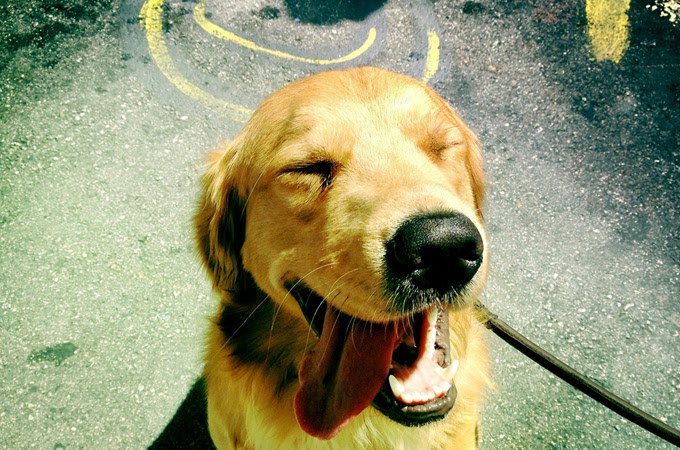 犬が手をなめる意味は状況で変わる 覚えておきたい2つのメッセージ Petfun 動物やペットに関する情報サイト