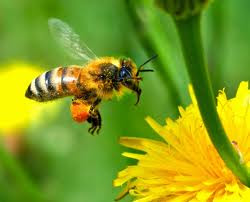 ABEJAS