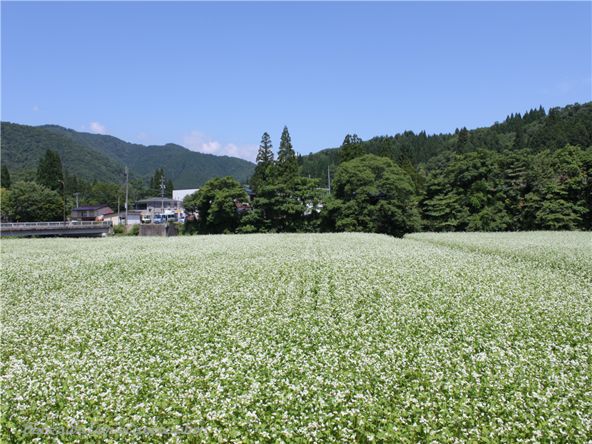 そばの花開花情報 ひだ荘川 荘川町まちづくり協議会
