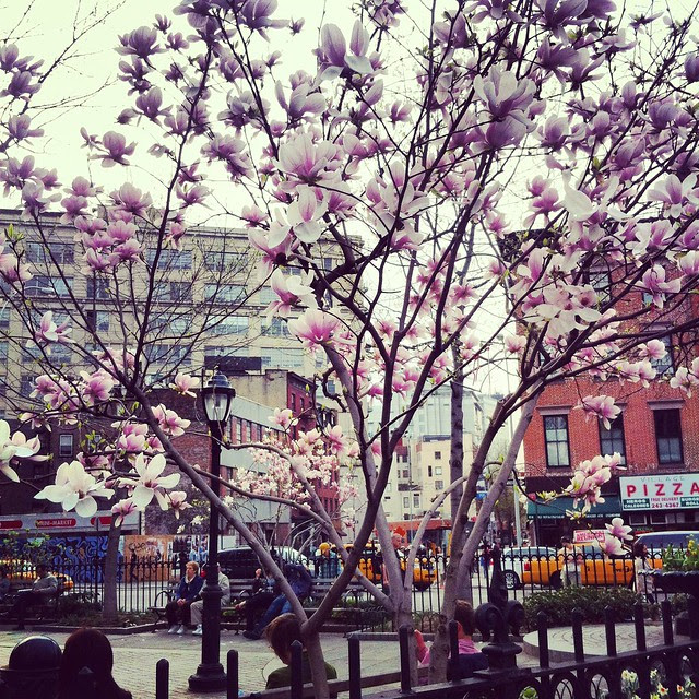 A Walk for the Blooming Trees