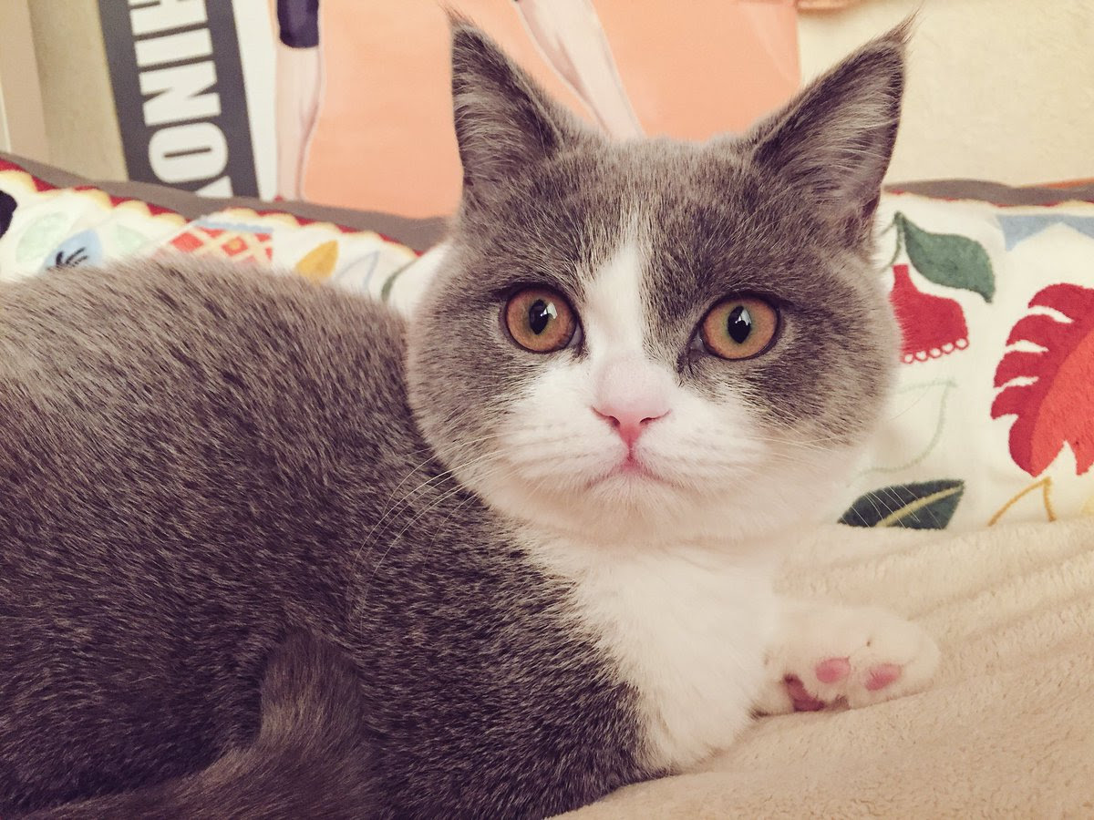 はじめまして ねこナビ