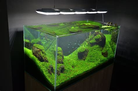 But believe it or not, flower bulbs, vegetables and shrubs all thrive when planted during this time of year. 7 Best Rimless Aquariums To Choose From (Reviews)