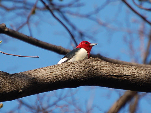 Riverside Red
