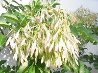８月２０日の誕生花 シマトネリコの花言葉 荘厳 偉大 な魔法使いのほうき 弥生おばさんのガーデニングノート 花と緑の365日 楽天ブログ