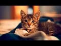 Cats Falling Asleep #2 🐱💤