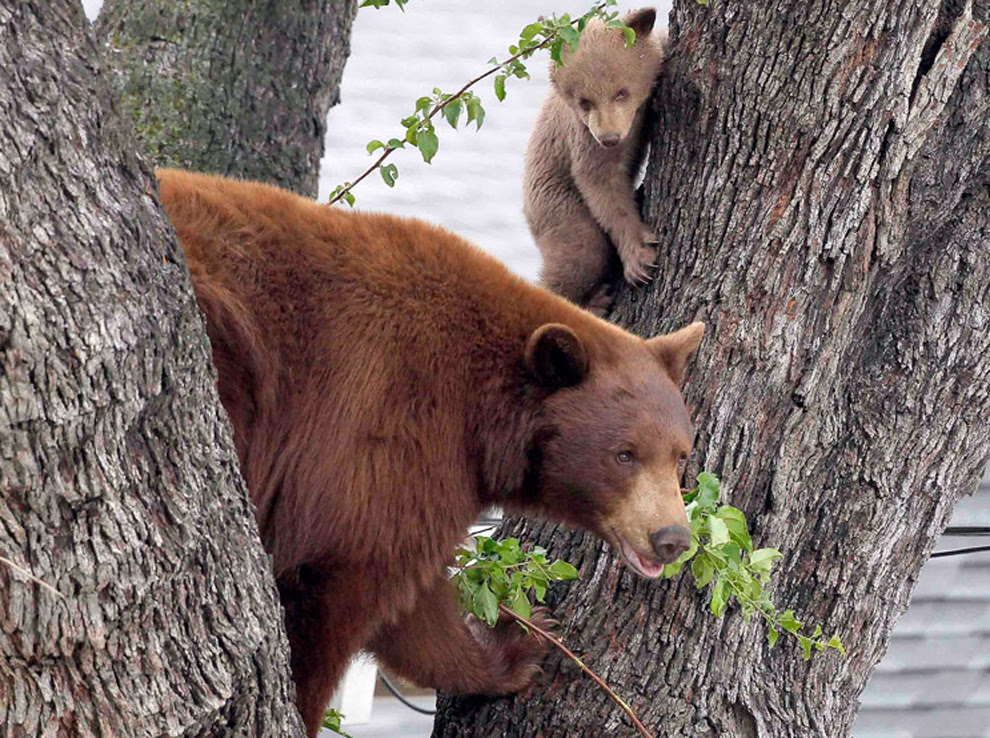 Μια αρκούδα μητέρα και δύο μικρά ,   Καλιφόρνια