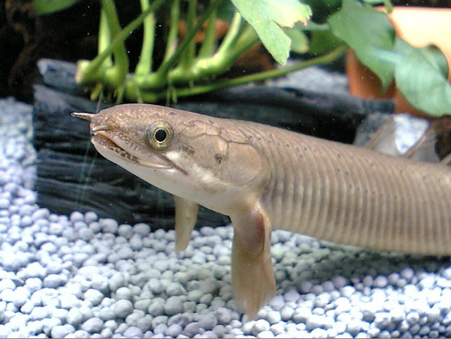 ポリプテルス飼育の注意点 おさかな日記