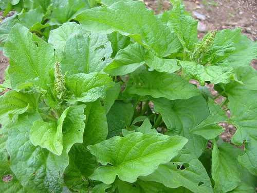 Chenopodium bonus-henricus