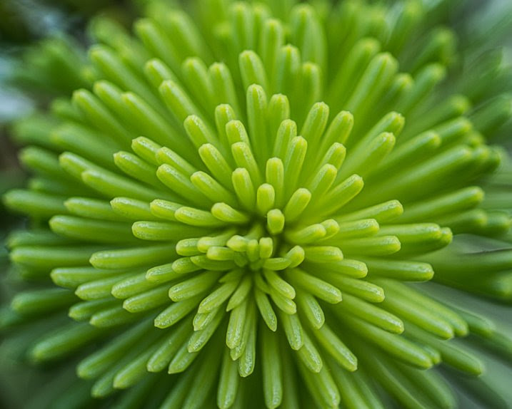 New growth on a pine tree creates a unique color burst effect.
