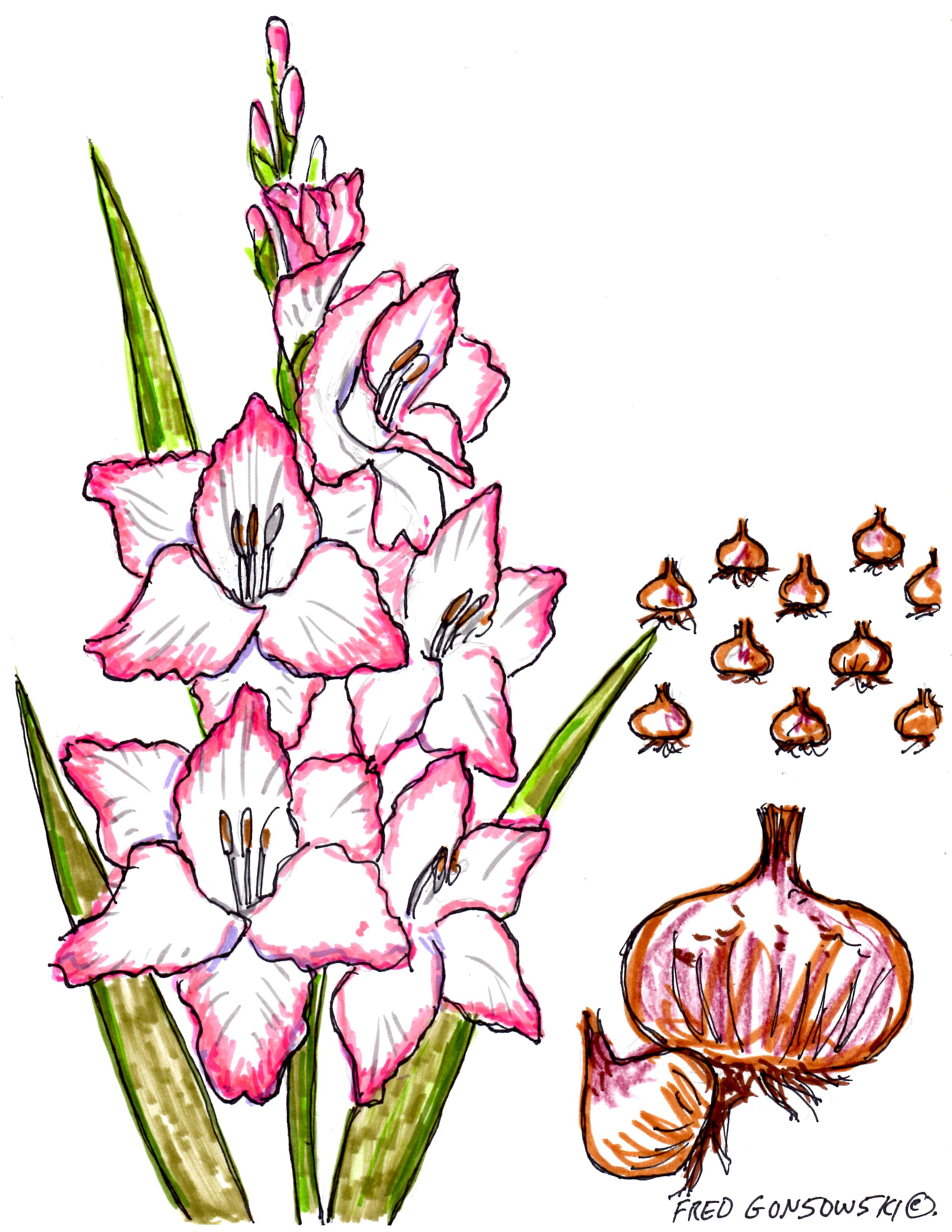 Plant some Gladiolus in your Garden, they make Great Summer Flower ...