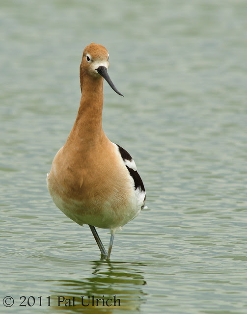 American avocet standing tall - Pat Ulrich Wildlife Photography