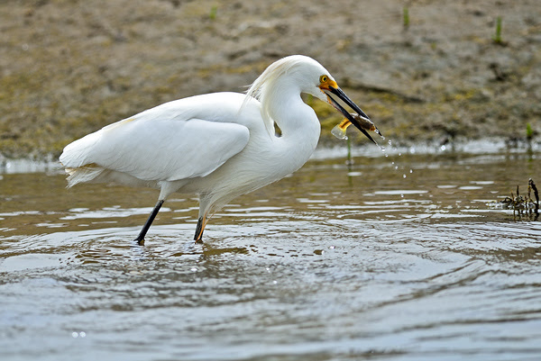 Egret with fish Bolsa Chica Reserve Huntington Beach CA
