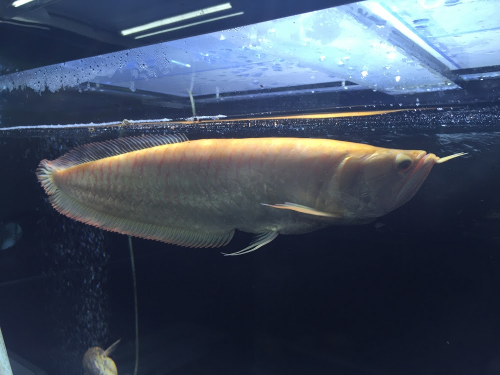 アルビノシルバーアロワナ ブドウ目 古代魚クラブ播州連合