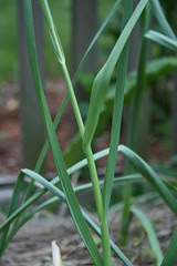 garlic 3