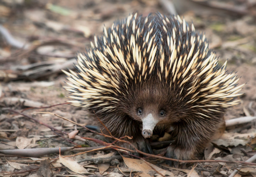 Short beaked Echidna Facts Australian Animals Short beaked Echidna Facts Australian Animals