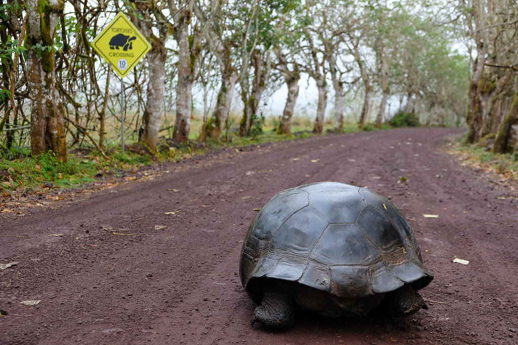 Tortoise traffic jam 